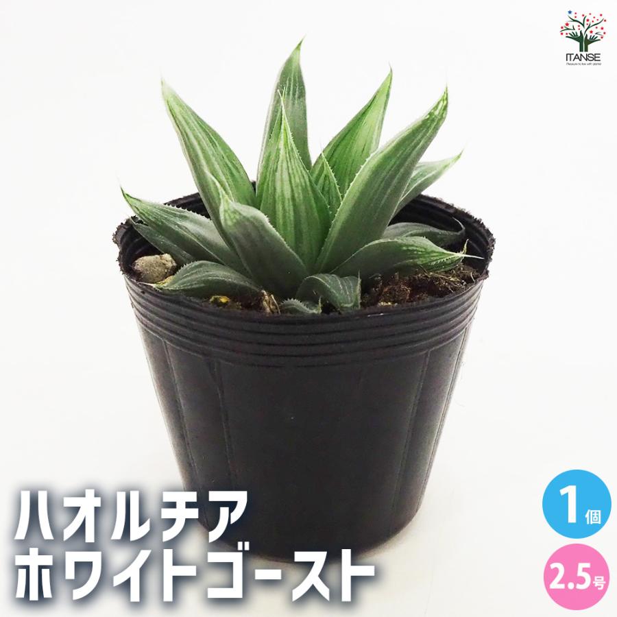 ハオルチア ホワイトゴースト 多肉植物 2.5号ポット/1個売り