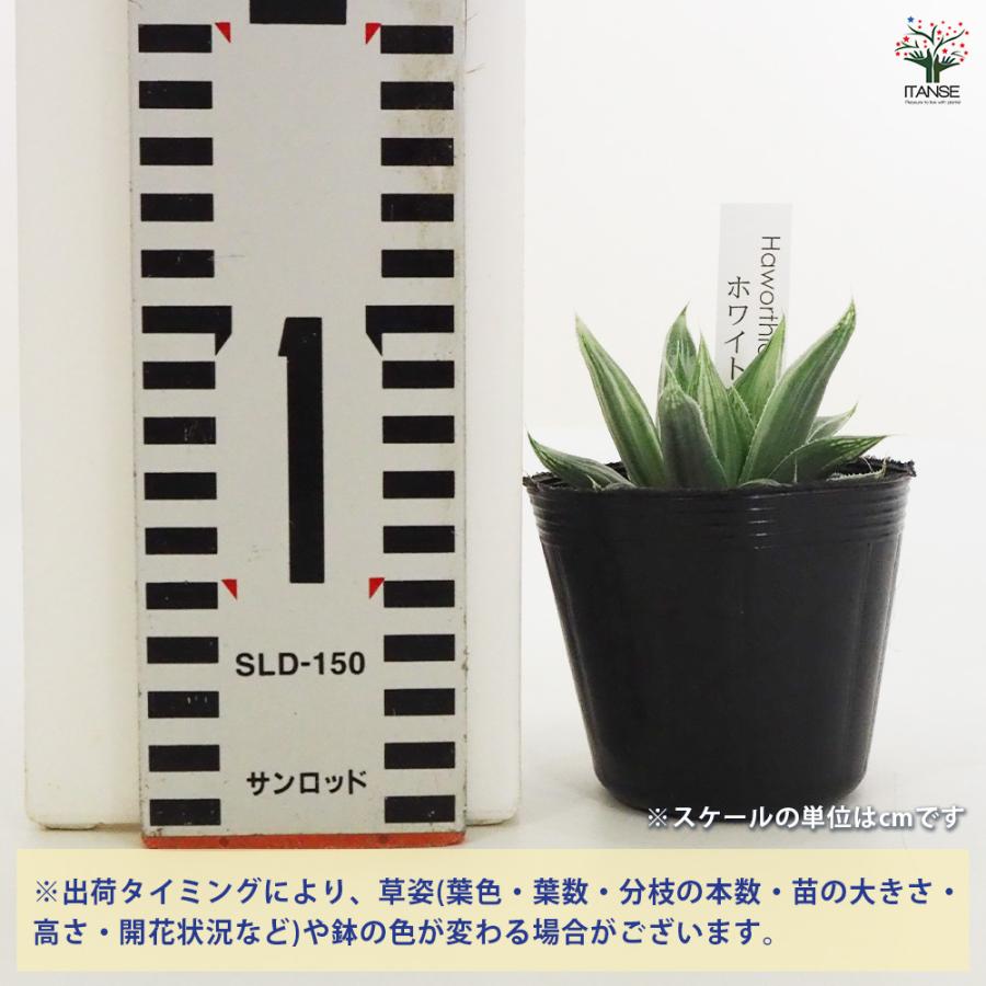 ハオルチア ホワイトゴースト 多肉植物 2.5号ポット/1個売り