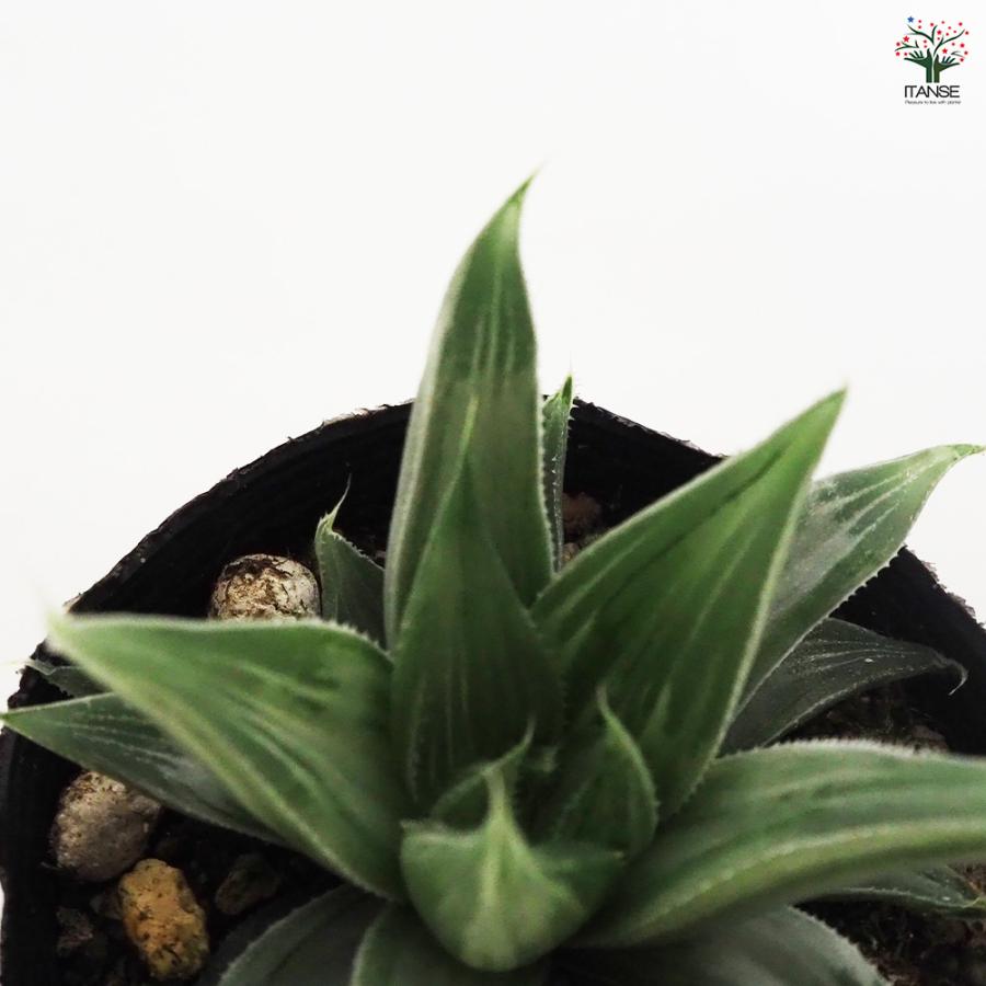 ハオルチア ホワイトゴースト 多肉植物 2.5号ポット/1個売り