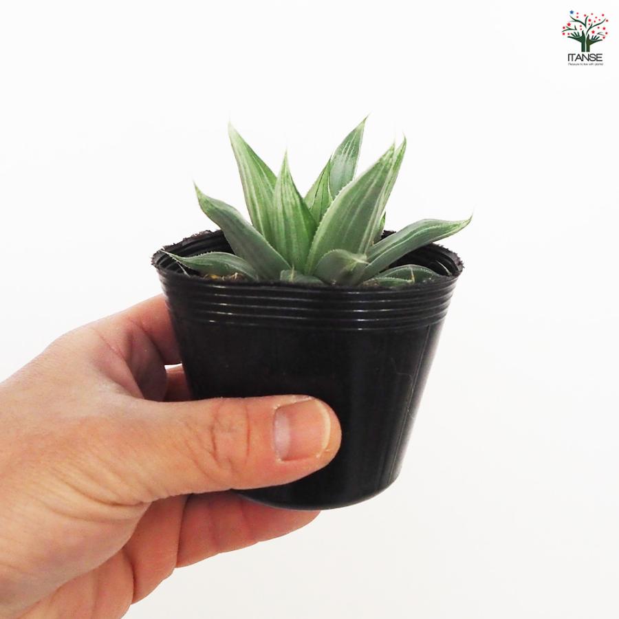 ハオルチア ホワイトゴースト 多肉植物 2.5号ポット/1個売り