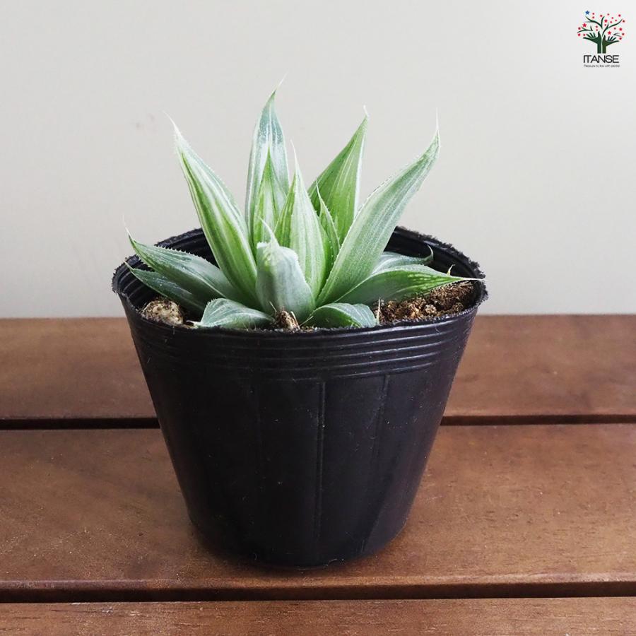 ハオルチア ホワイトゴースト 多肉植物 2.5号ポット/お買い得4個セット