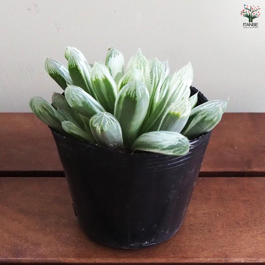 ハオルチア ピリフェラ錦 多肉植物 2.5号ポット/お買い得2個セット