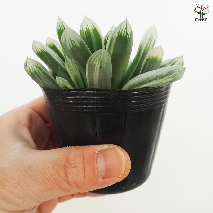 ハオルチア ピリフェラ錦 多肉植物 2.5号ポット/お買い得2個セット