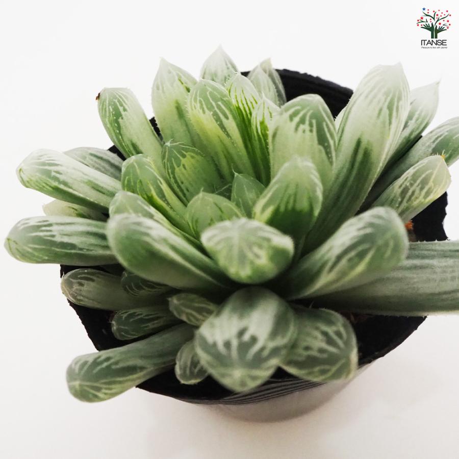 ハオルチア ピリフェラ錦 多肉植物 2.5号ポット/お買い得2個セット