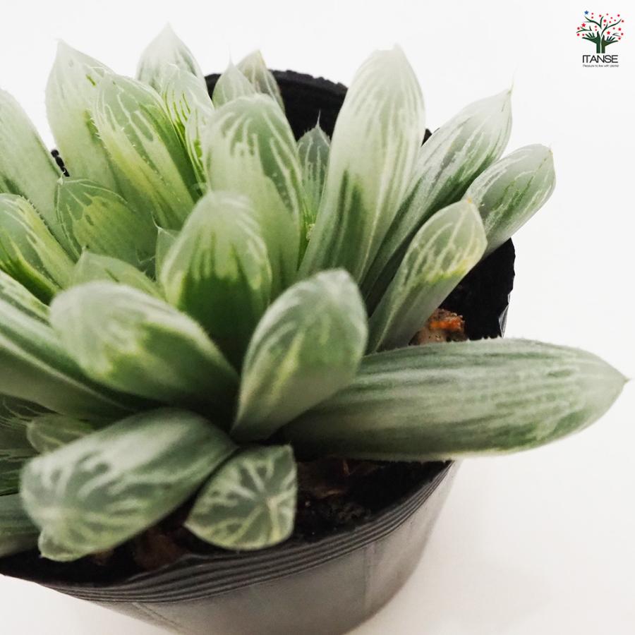 ハオルチア ピリフェラ錦 多肉植物 2.5号ポット/お買い得2個セット