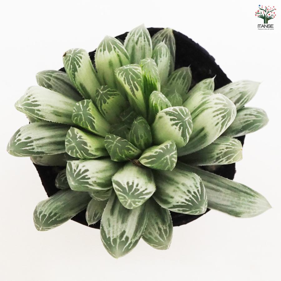 ハオルチア ピリフェラ錦 多肉植物 2.5号ポット/お買い得2個セット
