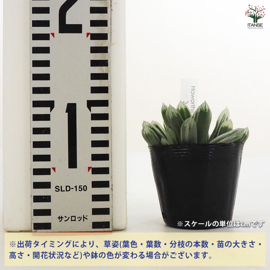 ハオルチア ピリフェラ錦 多肉植物 2.5号ポット/お買い得2個セット