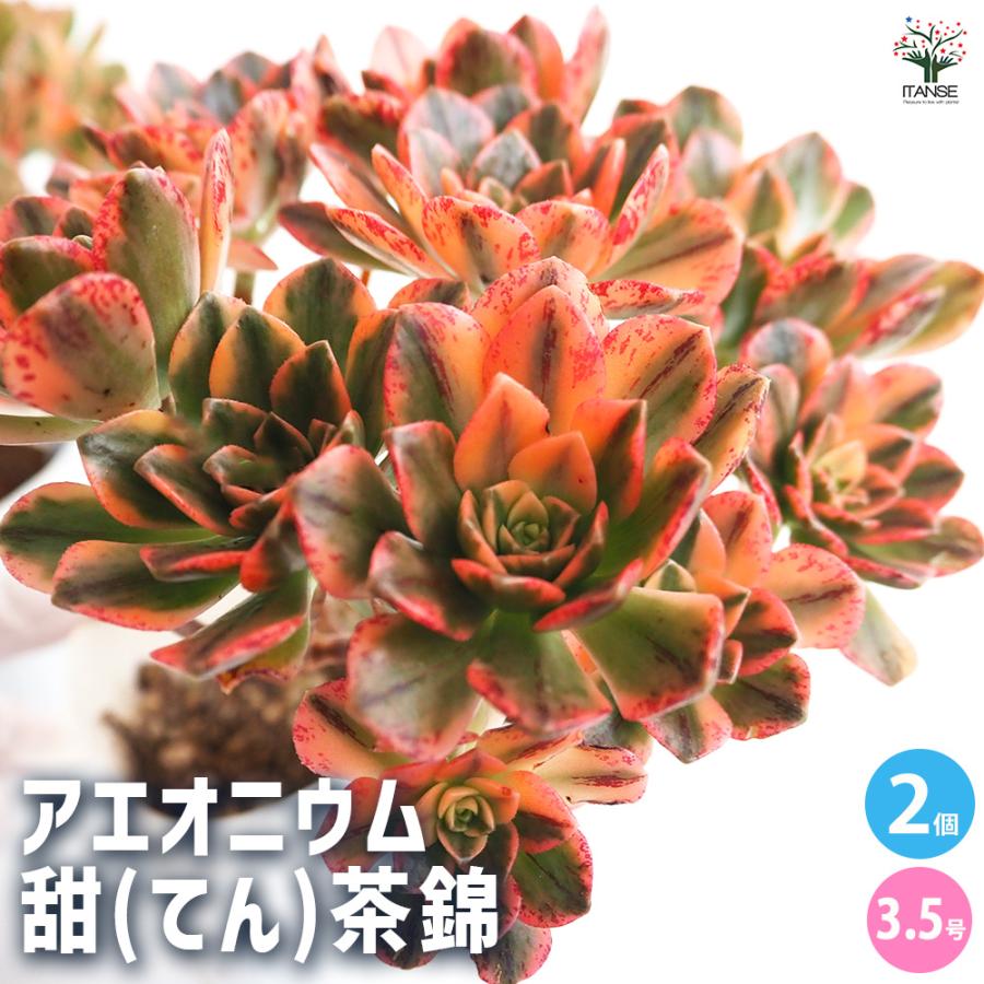 アエオニウム 甜(てん)茶錦 多肉植物 3.5号ポット/お買い得2個セット