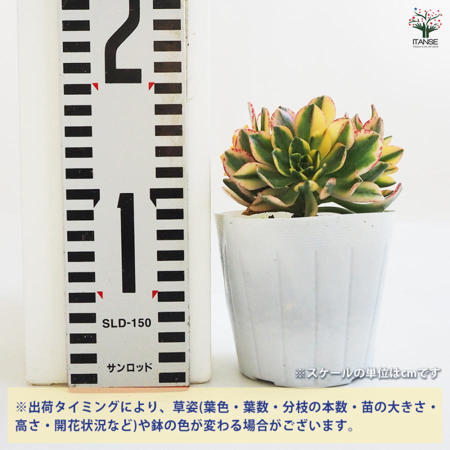 アエオニウム 甜(てん)茶錦 多肉植物 3.5号ポット/お買い得2個セット