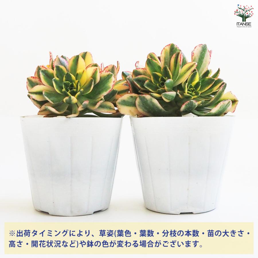 アエオニウム 甜(てん)茶錦 多肉植物 3.5号ポット/お買い得2個セット