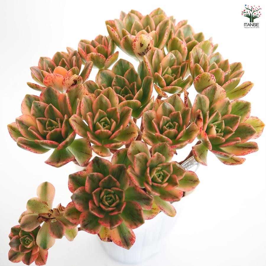 アエオニウム 甜(てん)茶錦 多肉植物 3.5号ポット/お買い得2個セット