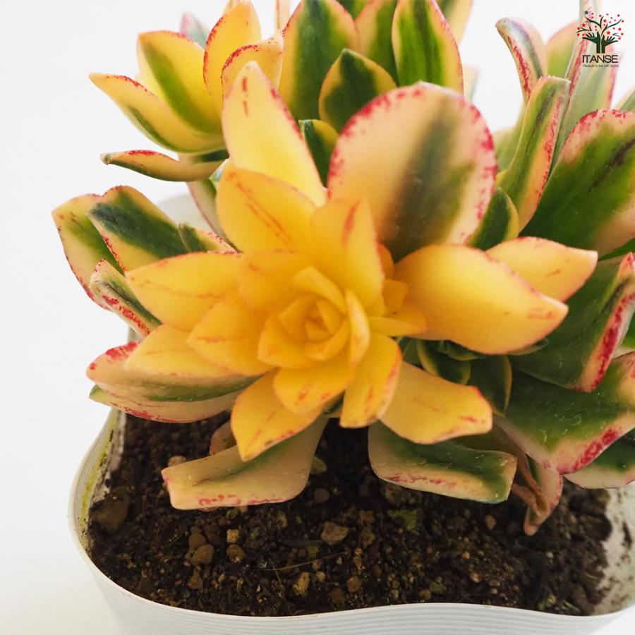 アエオニウム 甜(てん)茶錦 多肉植物 3.5号ポット/お買い得3個セット