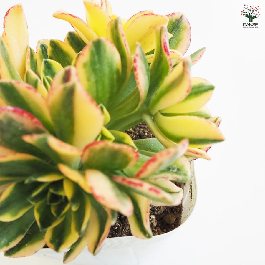 アエオニウム 甜(てん)茶錦 多肉植物 3.5号ポット/お買い得3個セット