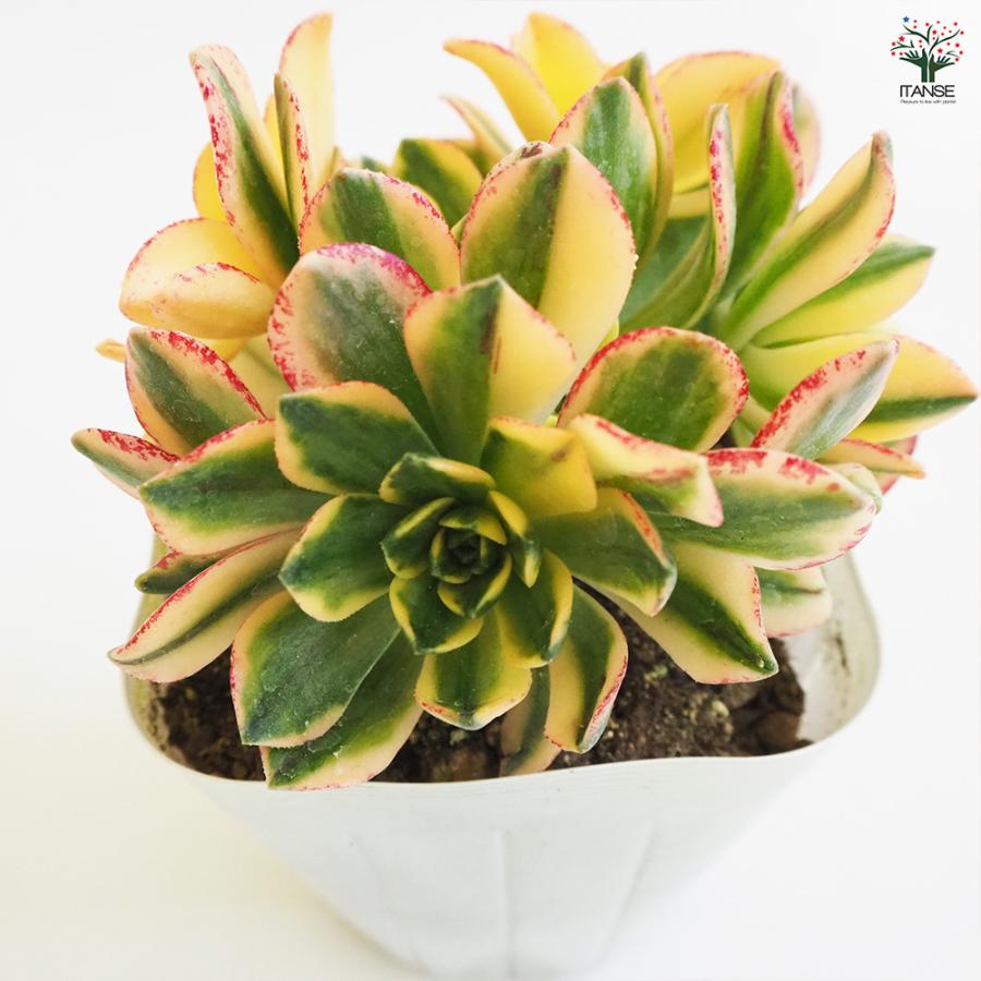 アエオニウム 甜(てん)茶錦 多肉植物 3.5号ポット/お買い得4個セット