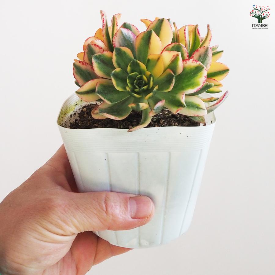 アエオニウム 甜(てん)茶錦 多肉植物 3.5号ポット/お買い得4個セット