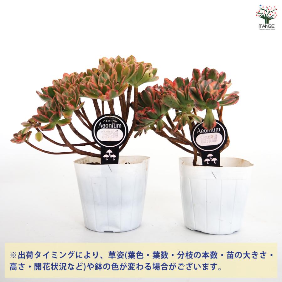 アエオニウム 甜(てん)茶錦 多肉植物 3.5号ポット/お買い得4個セット