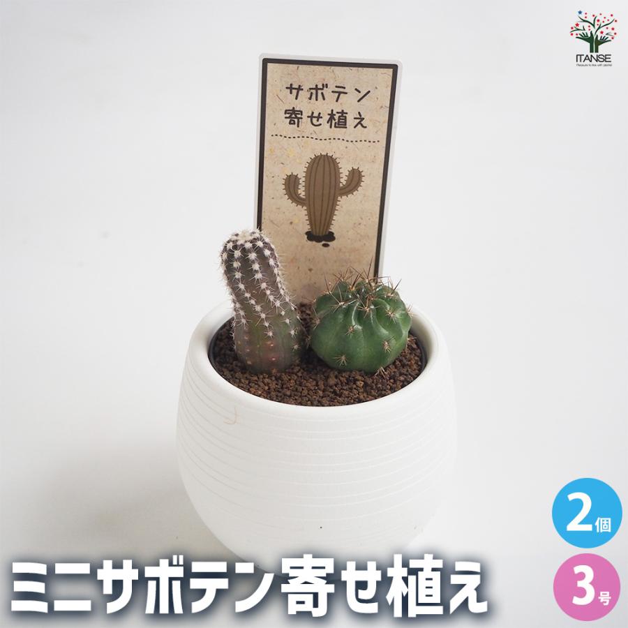 ミニサボテン ダブル 品種mix 多肉植物 3号/お買い得2個セット