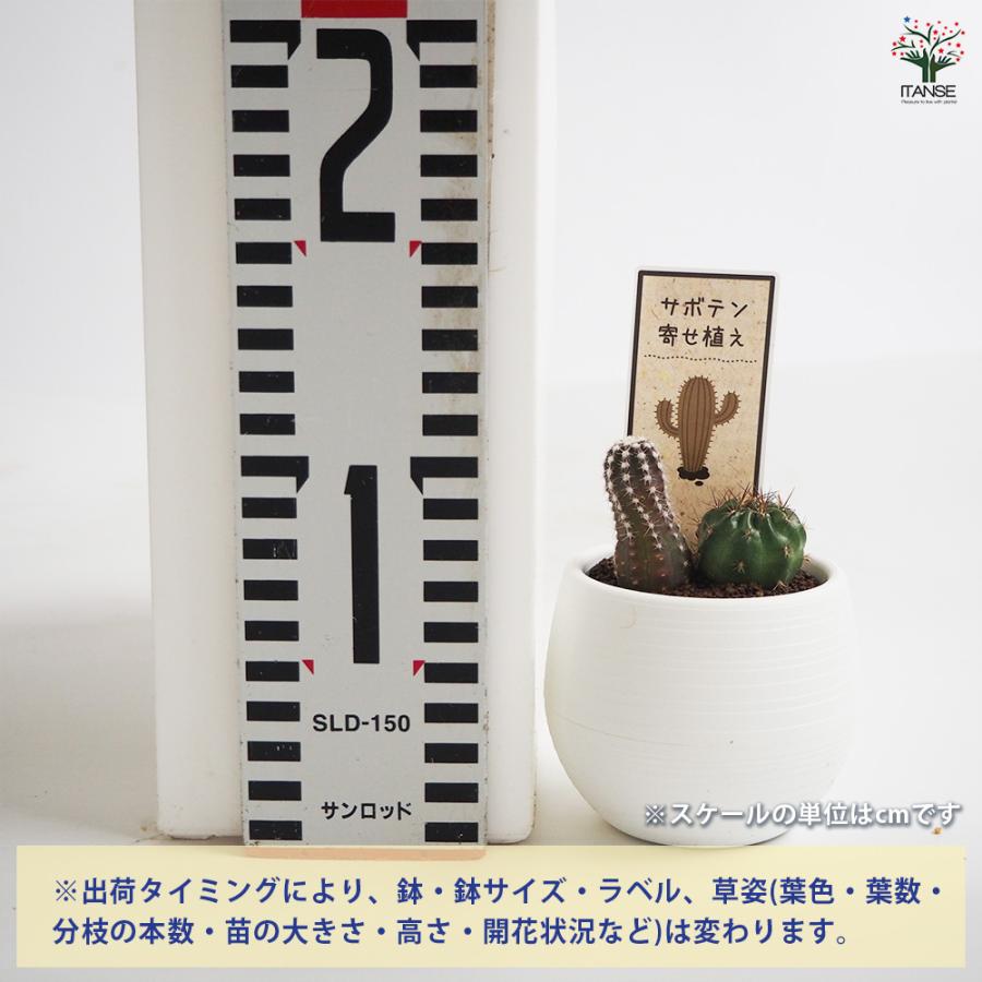 ミニサボテン ダブル 品種mix 多肉植物 3号/お買い得2個セット