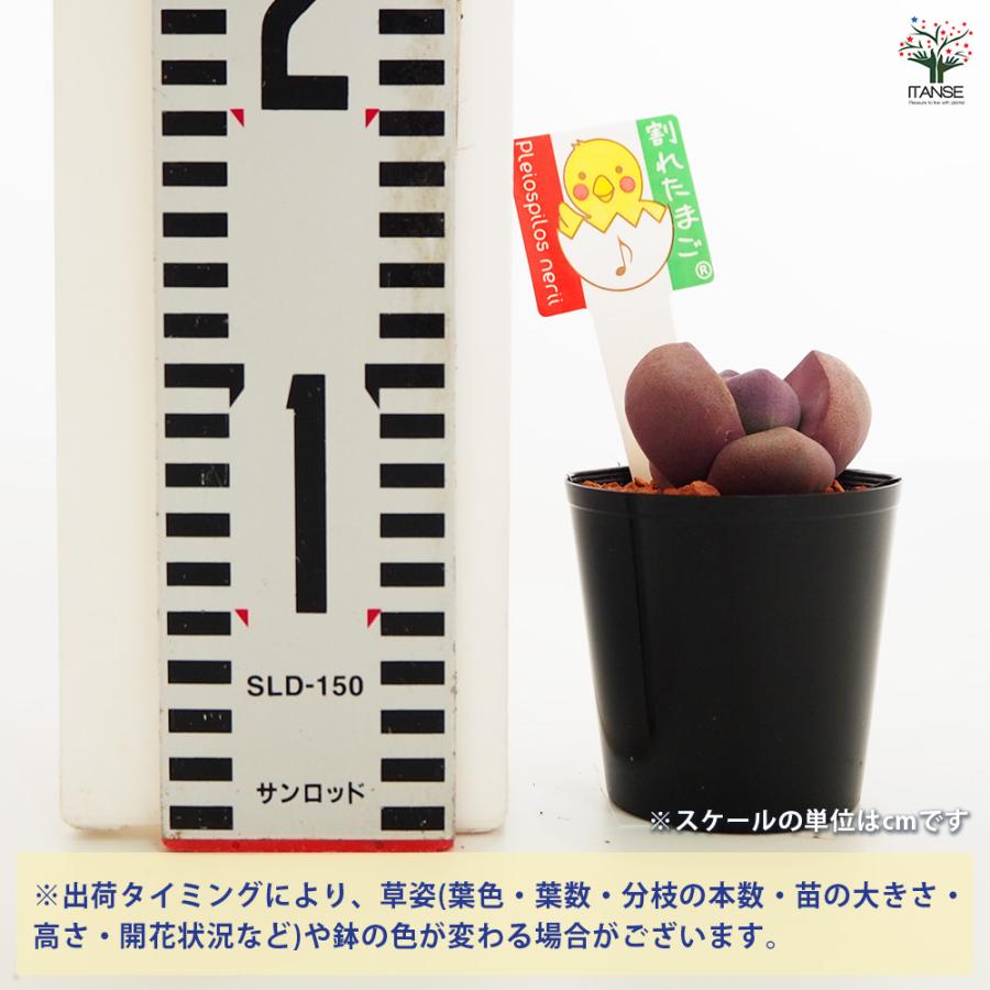 多肉植物 紫帝玉(ワレタマゴ) 2.5号/1個売り 寄せ植え ガーデニング