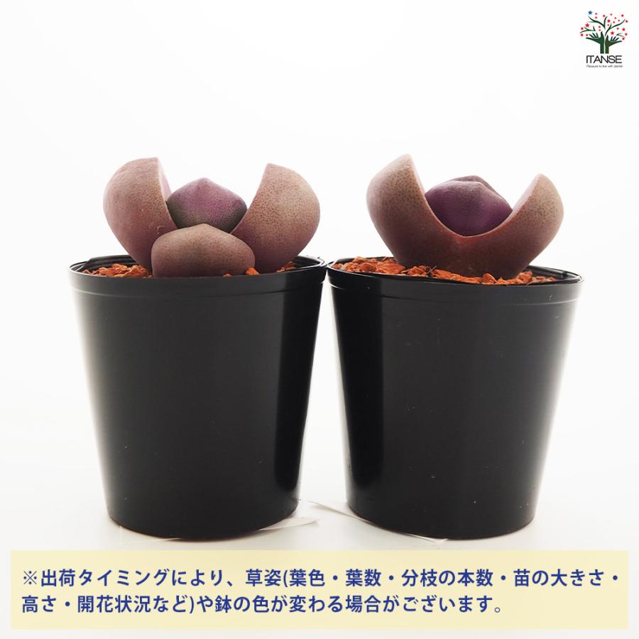 多肉植物 紫帝玉(ワレタマゴ) 2.5号/1個売り 寄せ植え ガーデニング