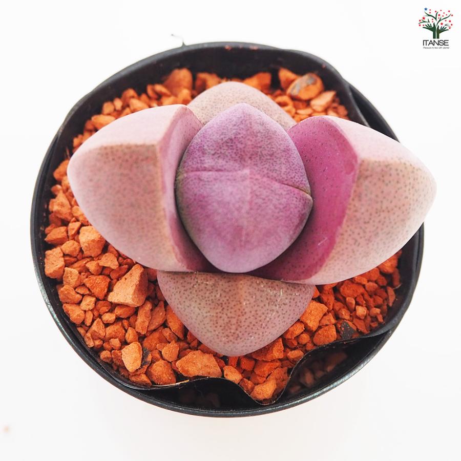 多肉植物 紫帝玉(ワレタマゴ) 2.5号/1個売り 寄せ植え ガーデニング