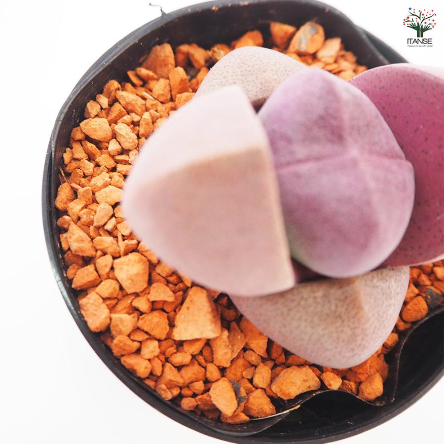 多肉植物 紫帝玉(ワレタマゴ) 2.5号/1個売り 寄せ植え ガーデニング