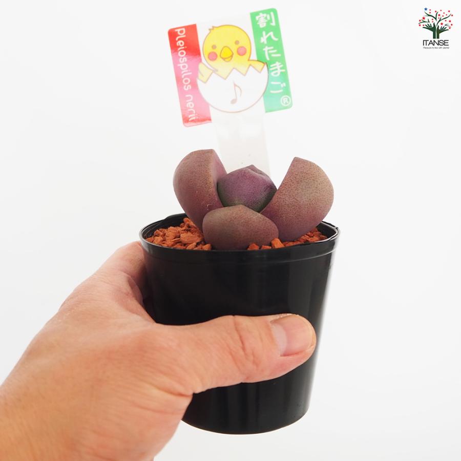 多肉植物 紫帝玉(ワレタマゴ) 2.5号/1個売り 寄せ植え ガーデニング