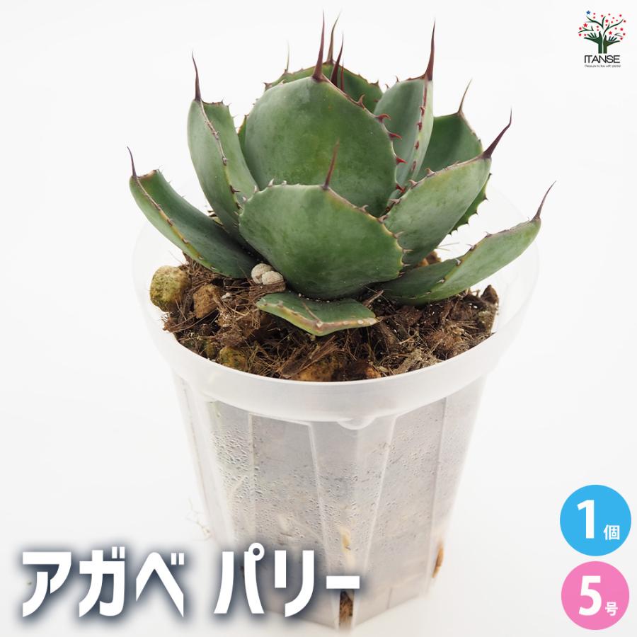 アガベ パリー 多肉植物 5号/1個売り リビング オフィス 事務所