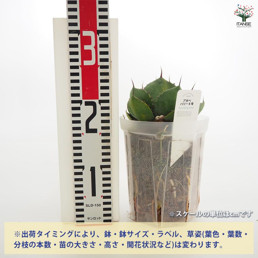 アガベ パリー 多肉植物 5号/1個売り リビング オフィス 事務所