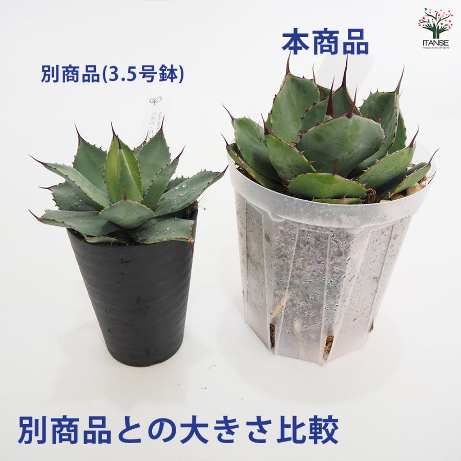 アガベ パリー 多肉植物 5号/1個売り リビング オフィス 事務所