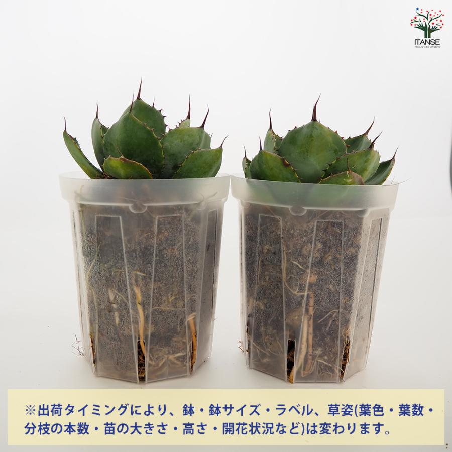 アガベ パリー 多肉植物 5号/1個売り リビング オフィス 事務所