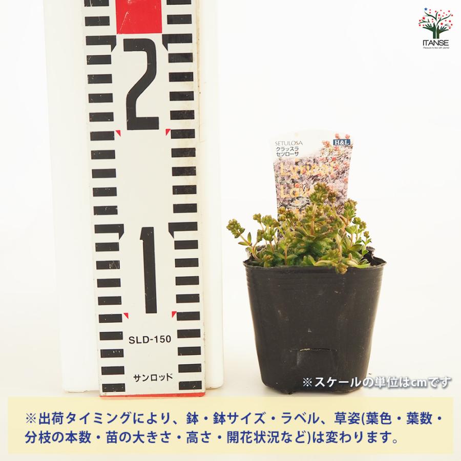 クラッスラ セツローサ 多肉植物 2.5〜3号/1個売り 小さな庭 おうち