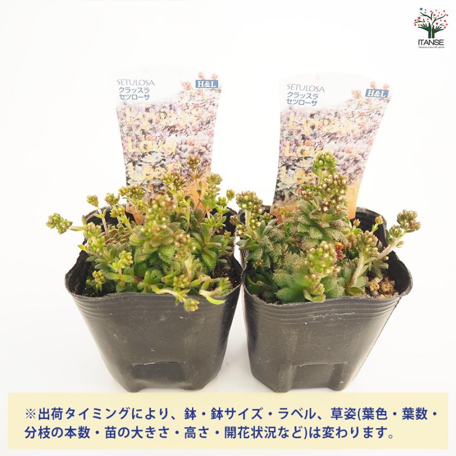 クラッスラ セツローサ 多肉植物 2.5〜3号/1個売り 小さな庭 おうち