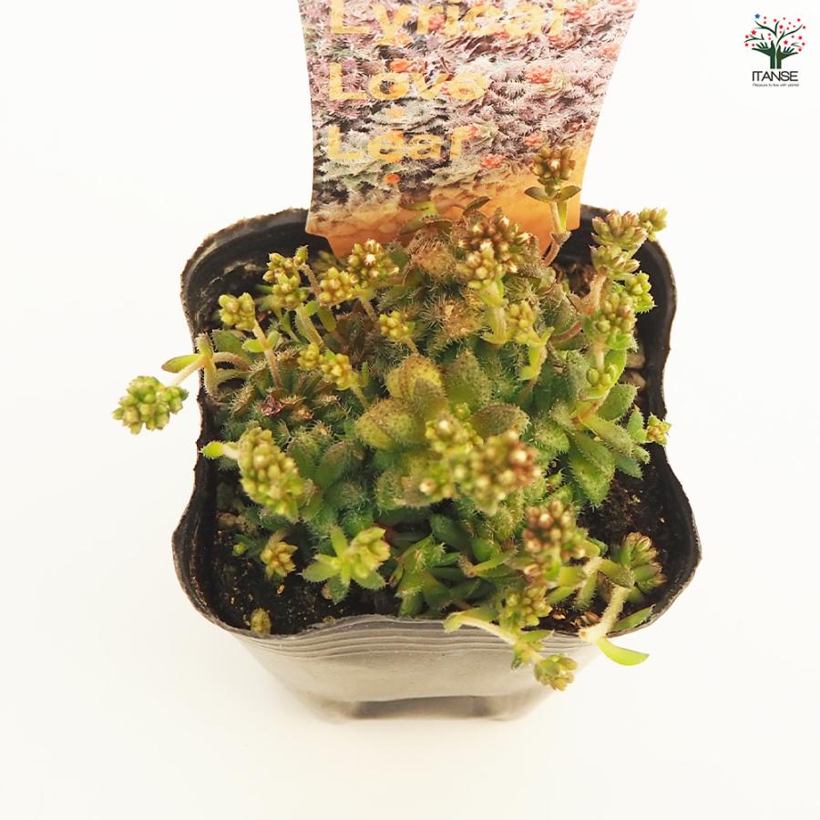 クラッスラ セツローサ 多肉植物 2.5〜3号/1個売り 小さな庭 おうち