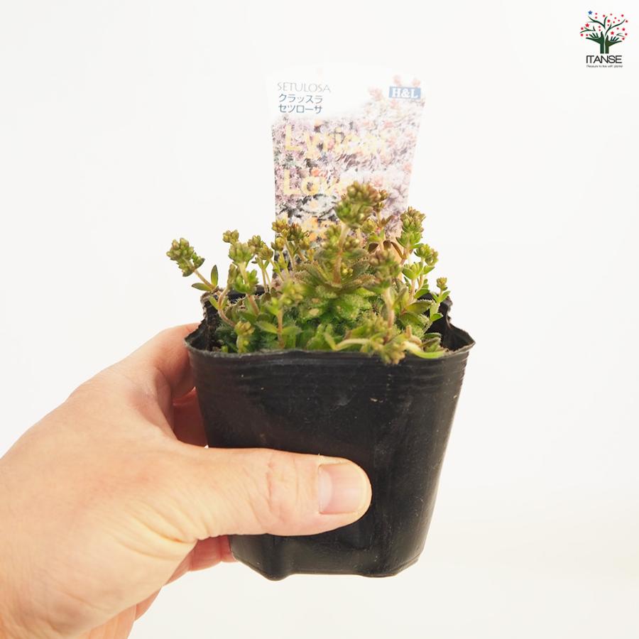 クラッスラ セツローサ 多肉植物 2.5〜3号/1個売り 小さな庭 おうち