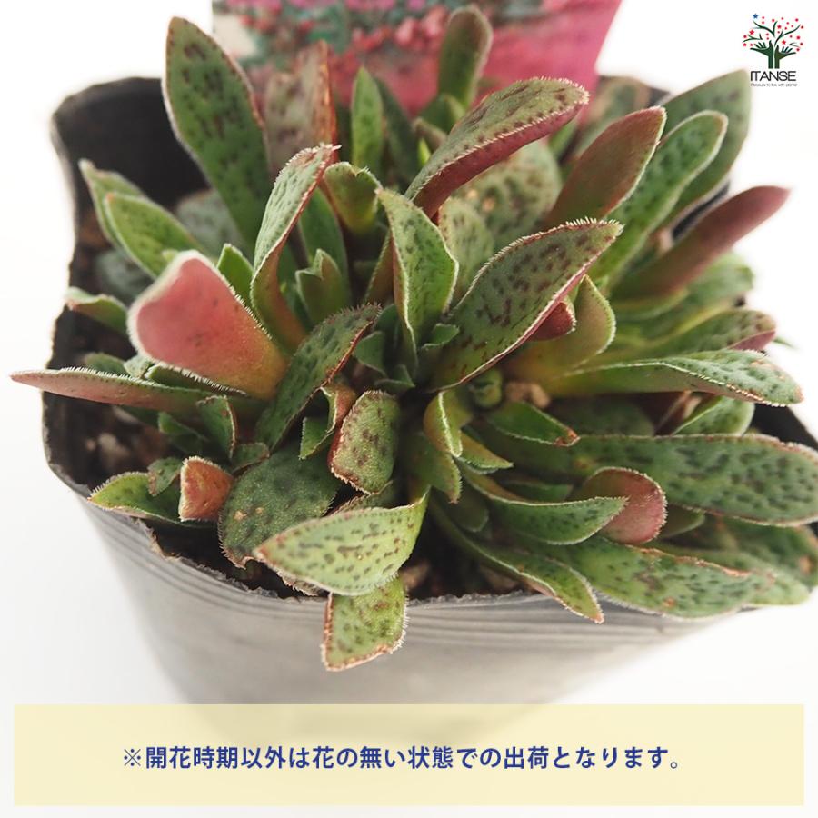 おまとめ【CrC G20クラッスラクーペリーW】カット苗 容器ごと 発根管理