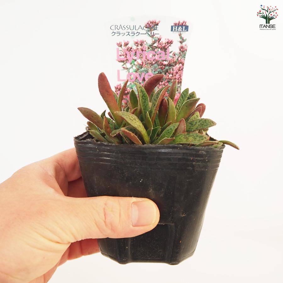 クラッスラ クーペリー 多肉植物 2.5〜3号/1個売り 小さな庭 おうち