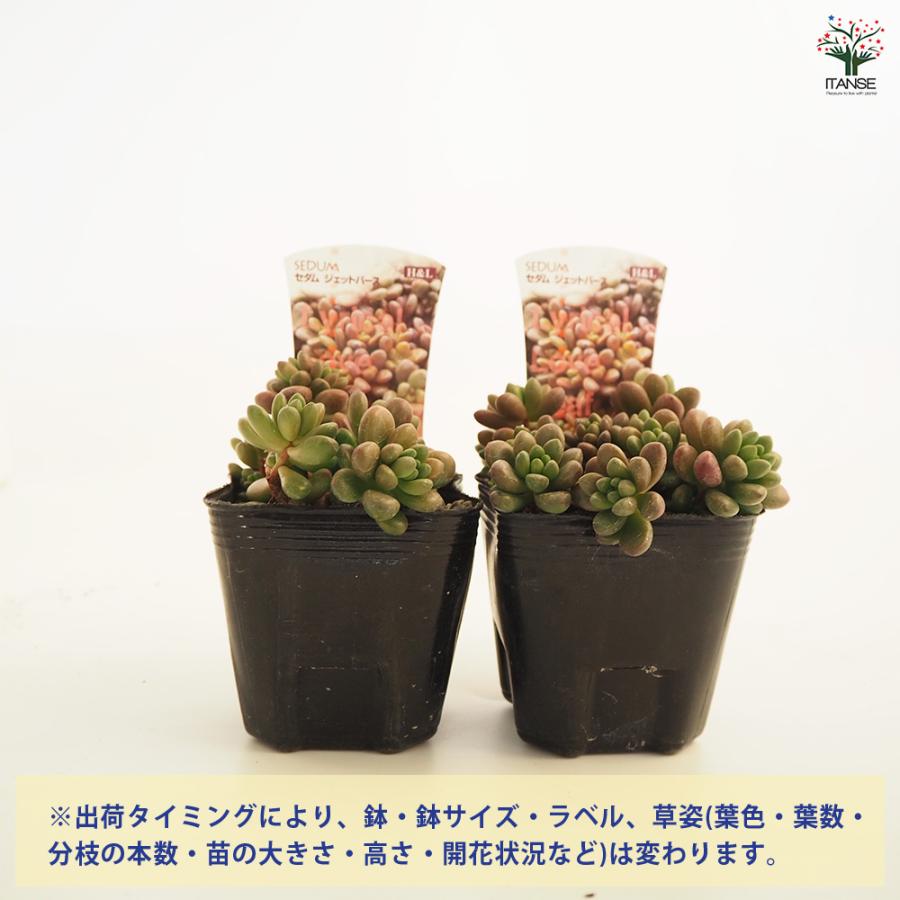 セダム ジェットバース 多肉植物 2.5〜3号/1個売り グランドカバー