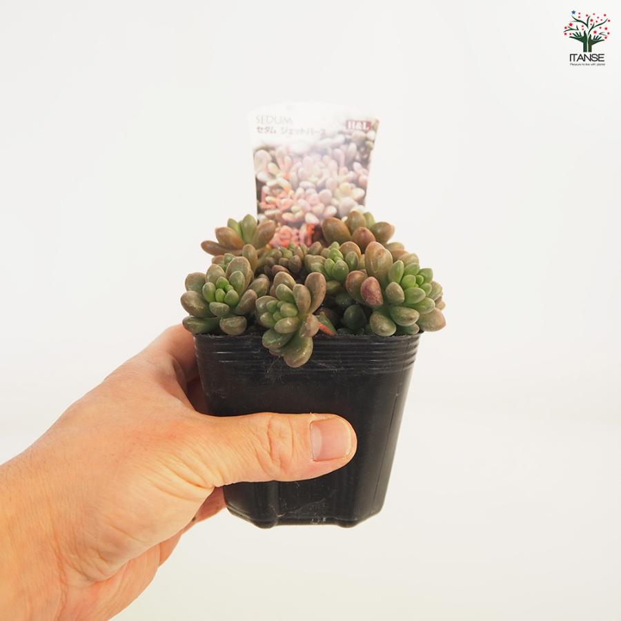 セダム ジェットバース 多肉植物 2.5〜3号/1個売り グランドカバー