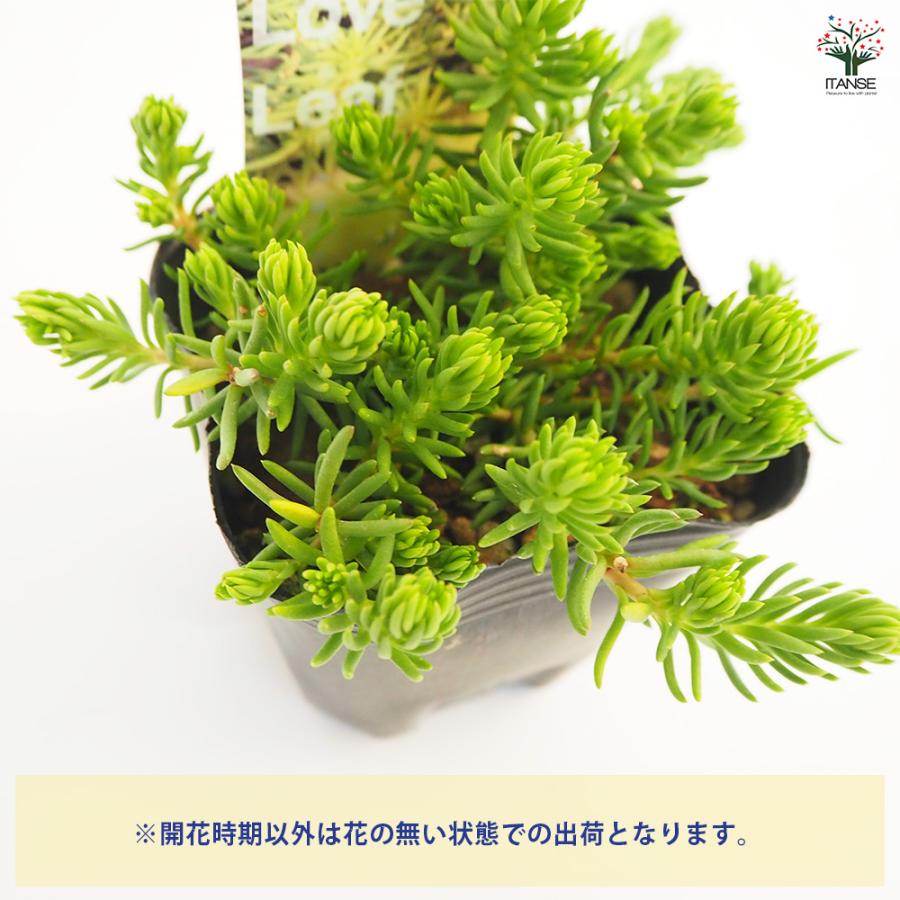 セダム セディフォルムゴールド 多肉植物 2.5〜3号/お買い得2個セット