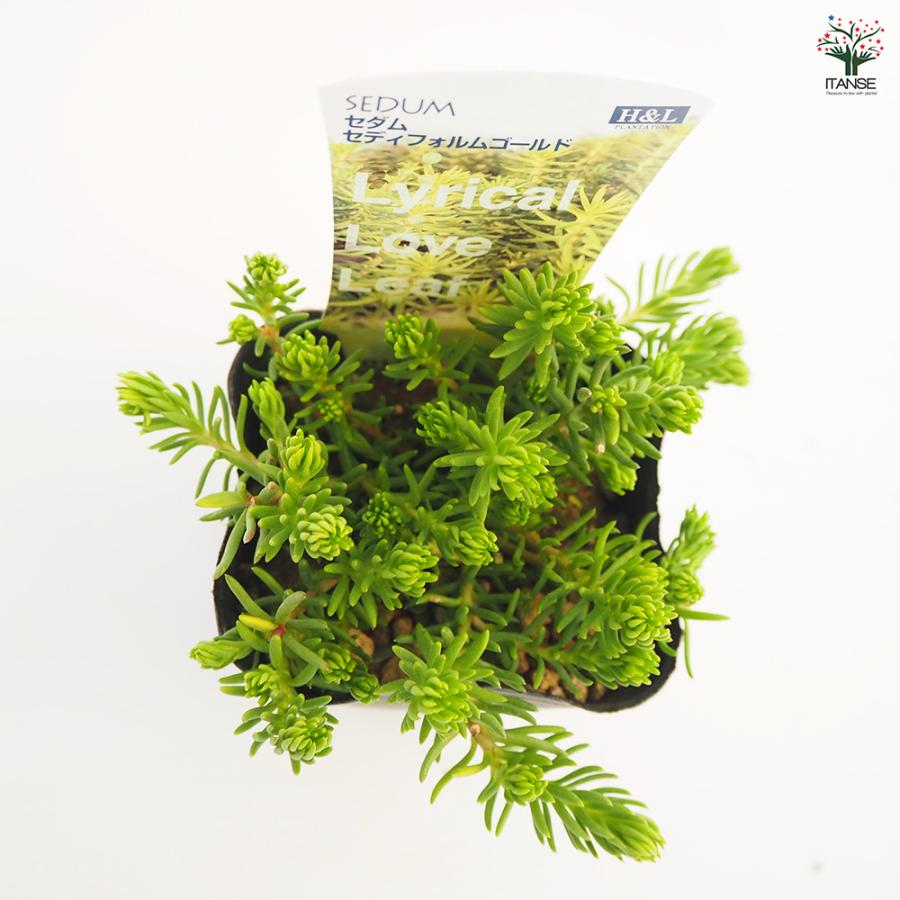セダム セディフォルムゴールド 多肉植物 2.5〜3号/お買い得2個セット