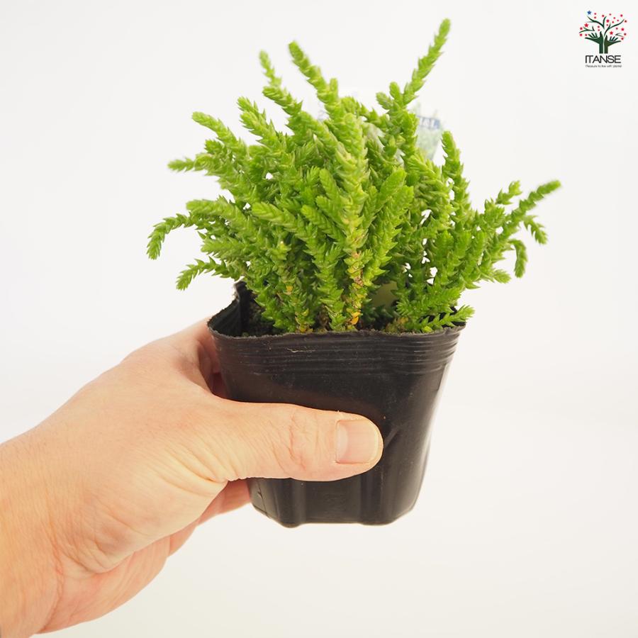 クラッスラ 若緑 多肉植物 2.5〜3号/お買い得4個セット 小さな庭