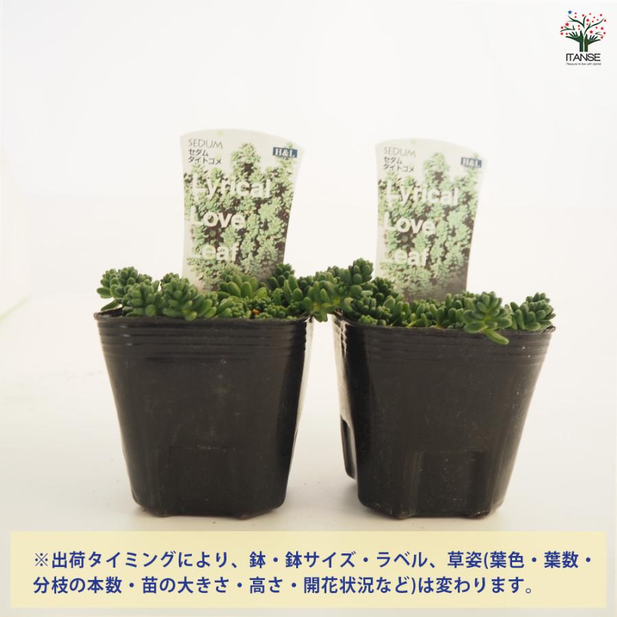 セダム属 グランドカバー 白鉢 セダム タイトゴメ白花 多肉植物 2.5〜3号/1個売り グランドカバー