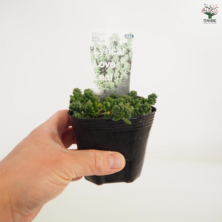 セダム タイトゴメ白花 多肉植物 2.5〜3号/1個売り グランドカバー