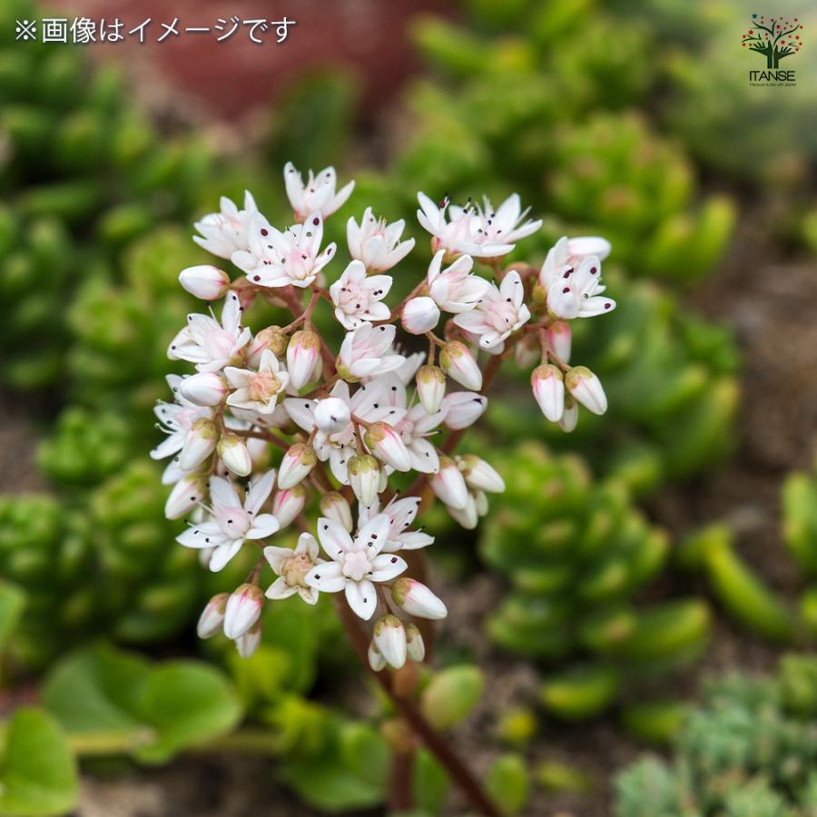 セダム タイトゴメ白花 多肉植物 2.5〜3号/1個売り グランドカバー