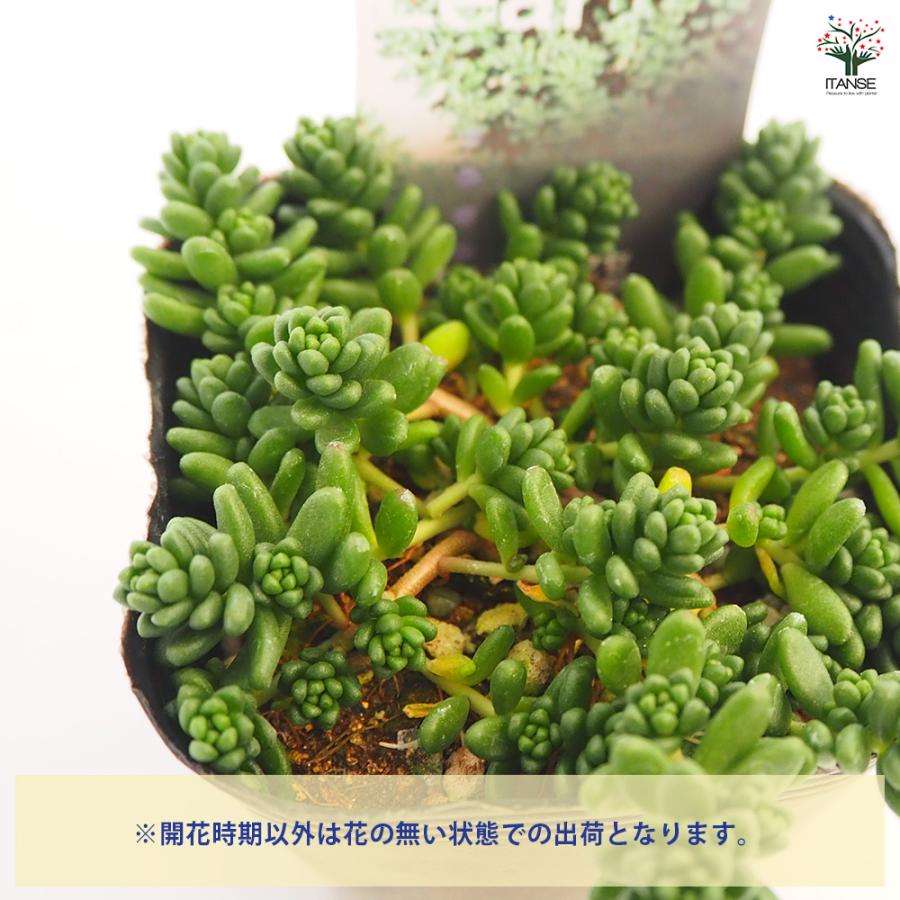 セダム タイトゴメ白花 多肉植物 2.5〜3号/お買い得4個セット