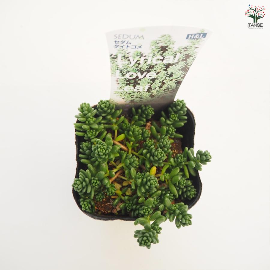セダム タイトゴメ白花 多肉植物 2.5〜3号/お買い得4個セット グランド
