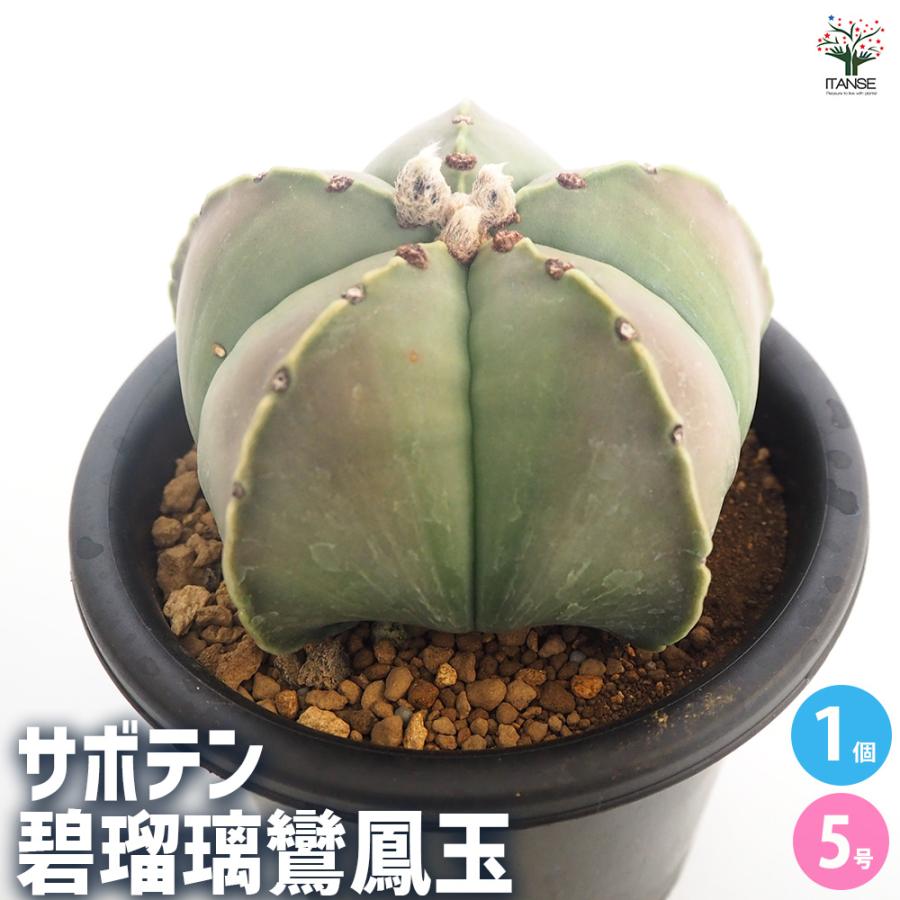 サボテン 碧瑠璃鸞鳳玉 多肉植物 5号/1個売り さぼてん 仙人掌 観葉