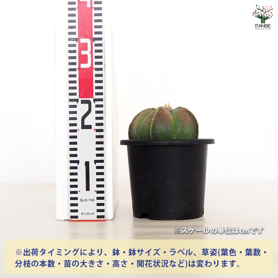 サボテン 碧瑠璃鸞鳳玉 多肉植物 5号/1個売り さぼてん 仙人掌 観葉