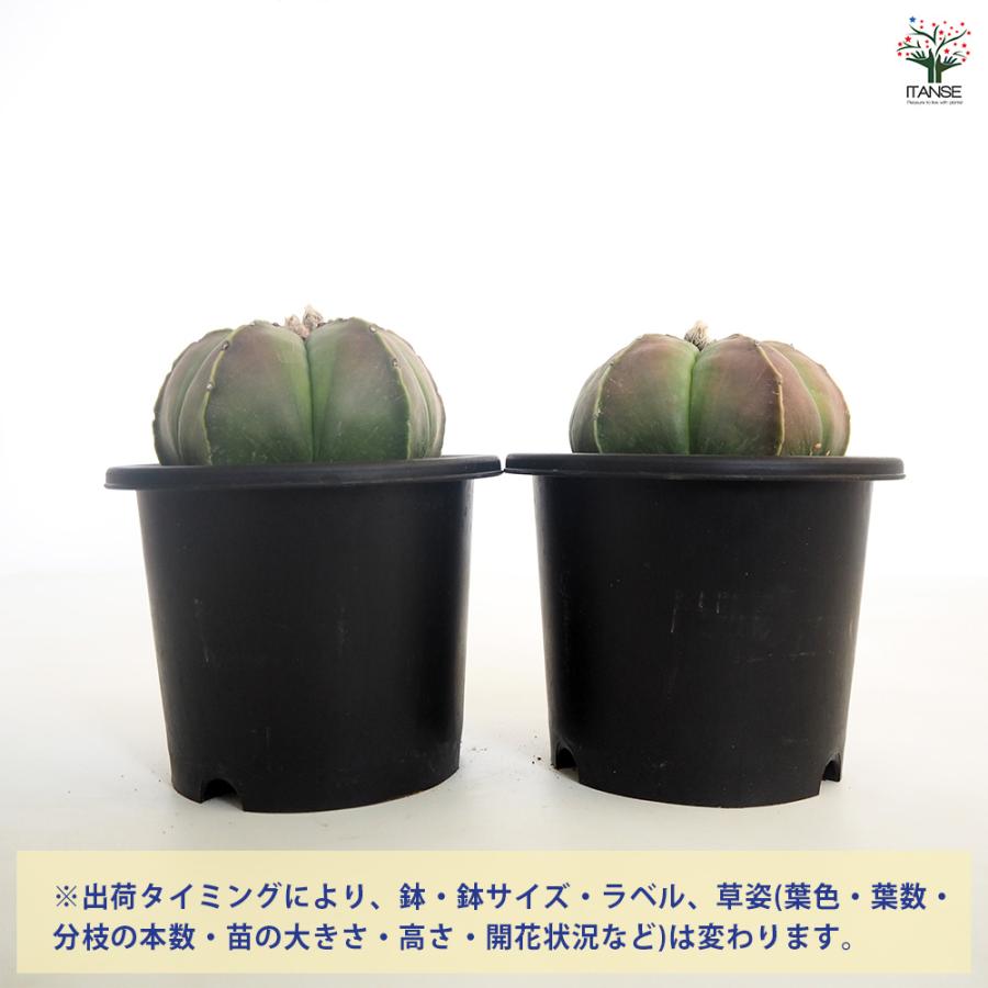 サボテン 碧瑠璃鸞鳳玉 多肉植物 5号/1個売り さぼてん 仙人掌 観葉
